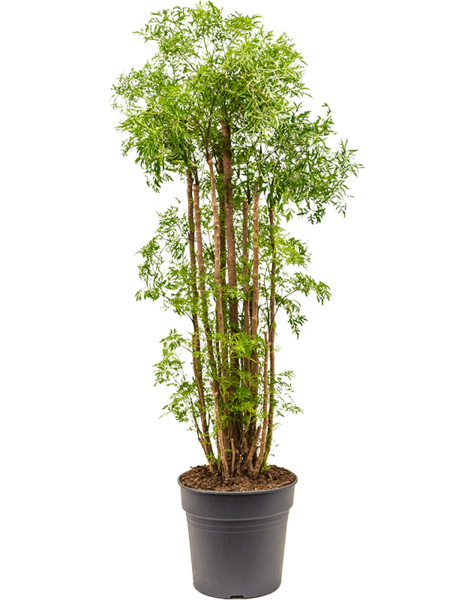 Aralia