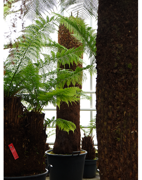 Dicksonia