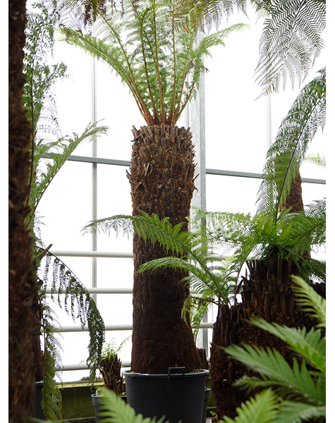 Dicksonia