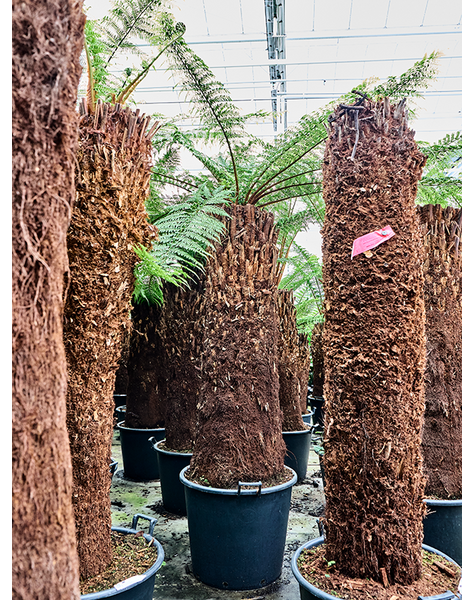 Dicksonia