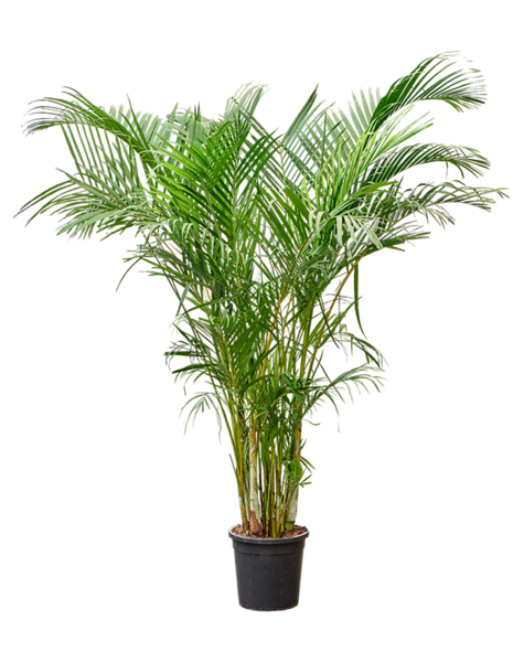 Dypsis