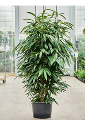 Hydroplante Ficus Binnendijkii Amstel King