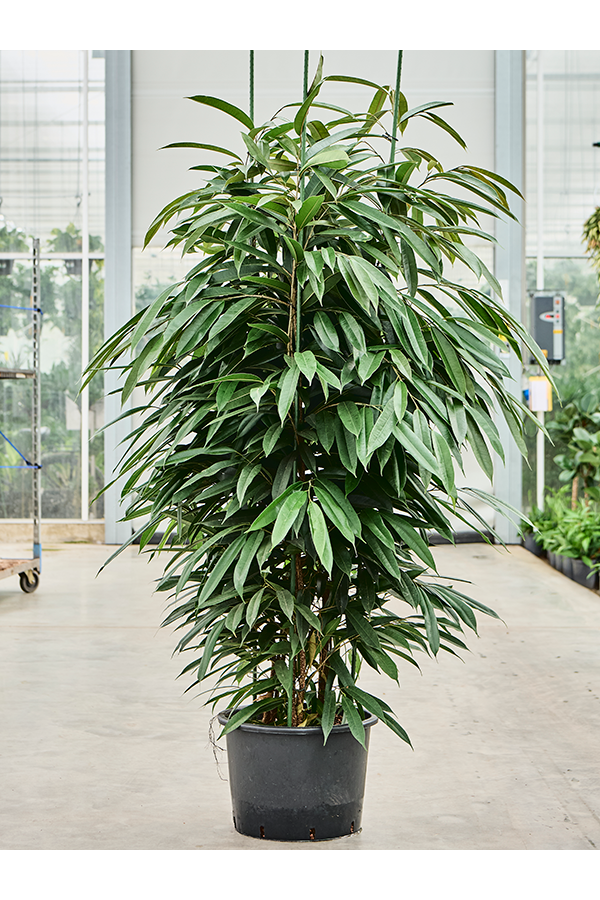 Hydroplante Ficus Binnendijkii Amstel King