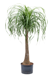 Hydroplant Beaucarnea Recurvata