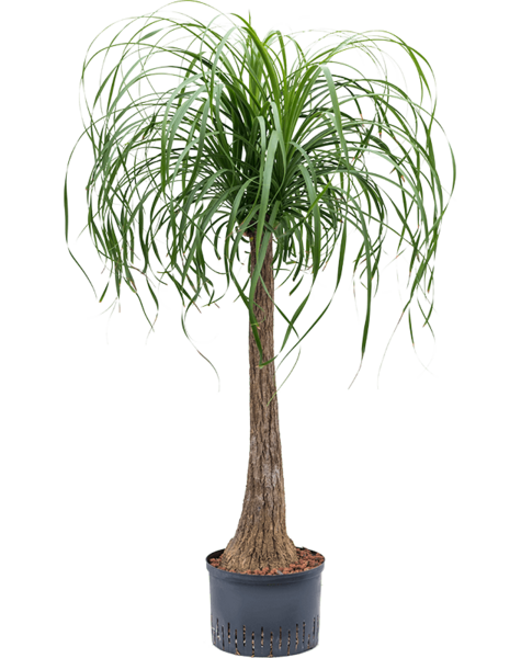 Hydroplant Beaucarnea