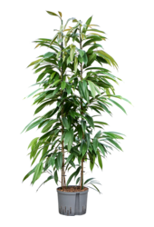 Hydroplant Ficus Binnendijkii Amstel King