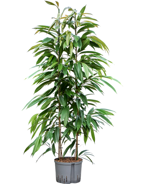 Hydroplant Ficus
