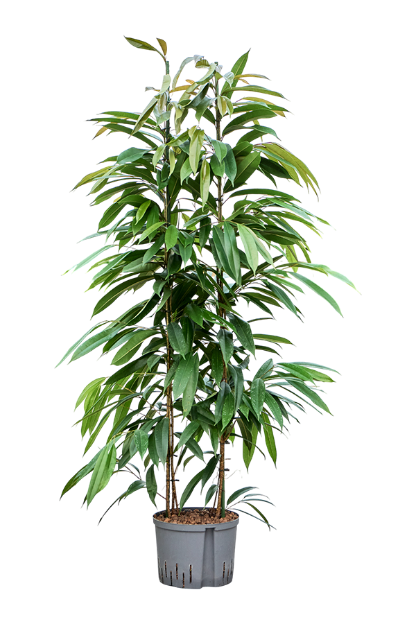Hydroplant Ficus Binnendijkii Amstel King