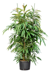 Hydroplant Ficus Binnendijkii Amstel King