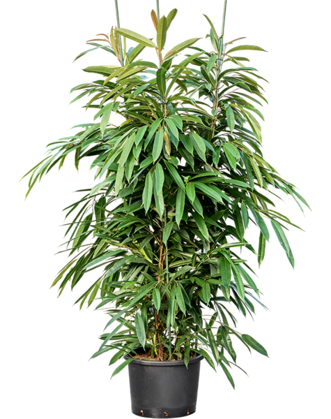 Hydroplant Ficus