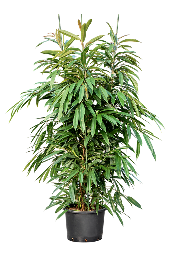 Hydroplante Ficus Binnendijkii Amstel King