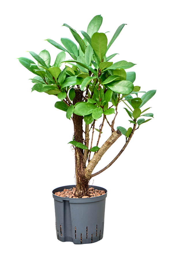 Hydroplant Ficus Cyathistipula