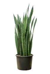Hydroplant Sansevieria Trifasciata Black Tiger