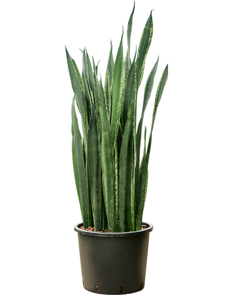 Hydroplant Sansevieria