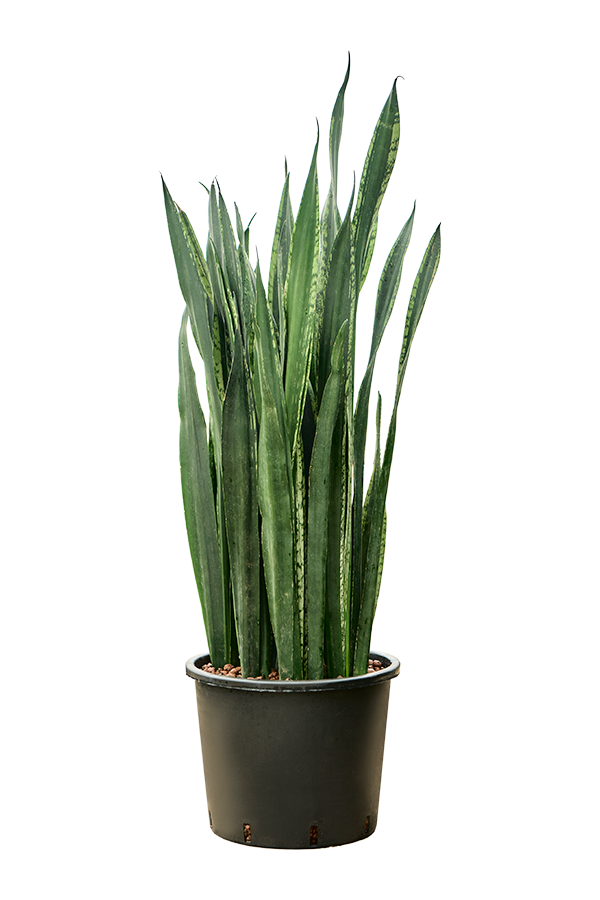 Hydroplant Sansevieria Trifasciata Black Tiger