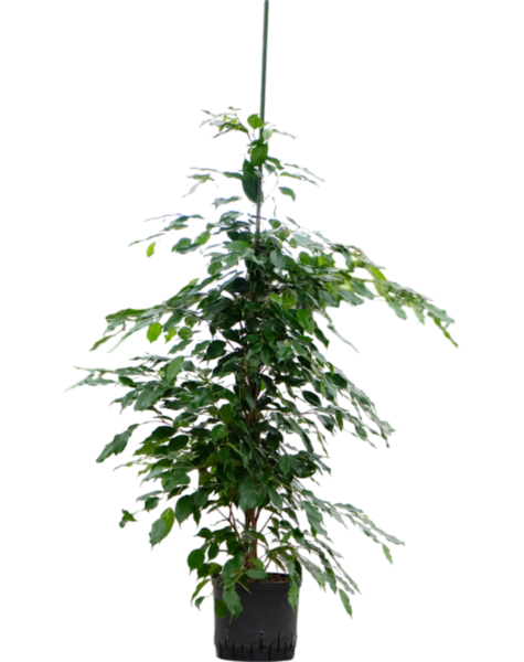 Hydroplant Ficus