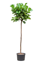 Hydroplant Ficus Lyrata