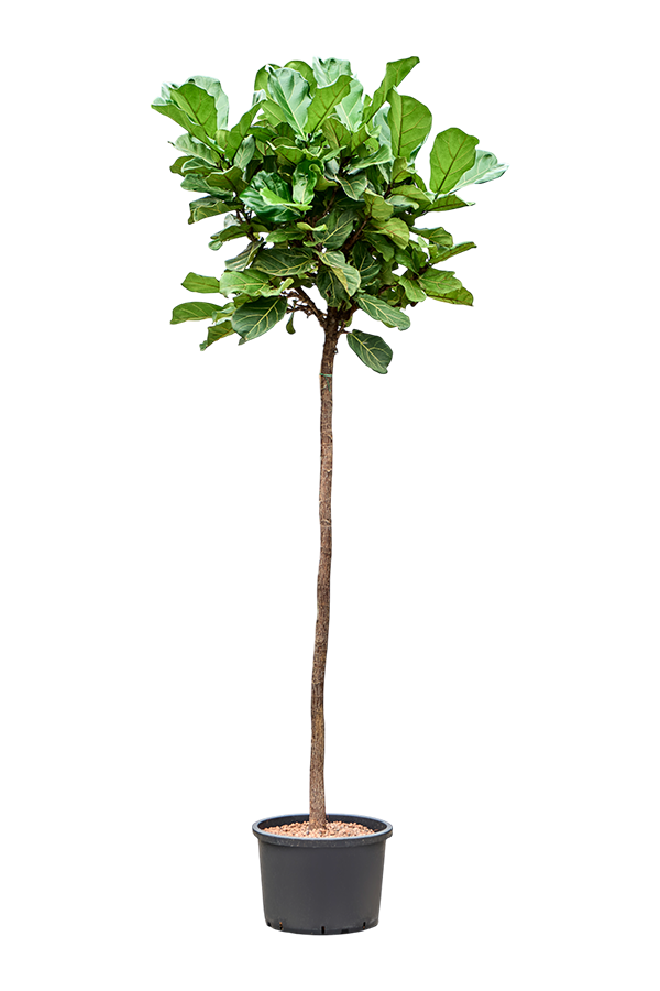 Hydroplant Ficus Lyrata