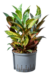 Hydroplant Croton (Codiaeum) Variegatum Mrs. Iceton