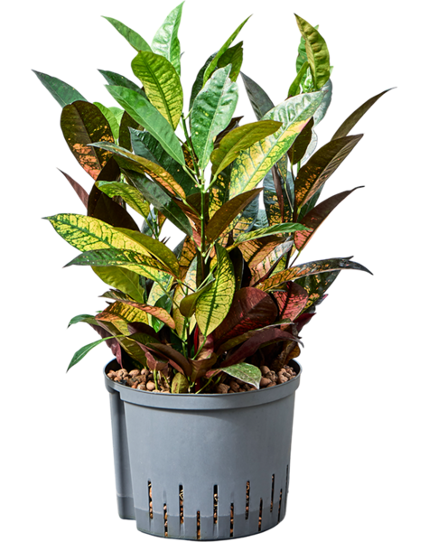 Hydroplant Croton