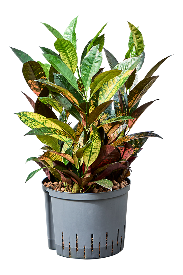 Hydroplante Croton (Codiaeum) Variegatum Mrs. Iceton