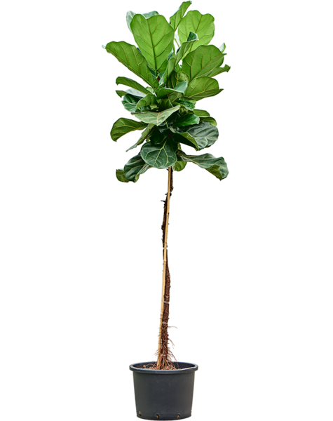 Hydroplant Ficus
