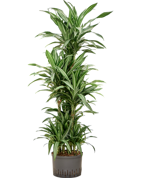 Hydroplant Dracaena