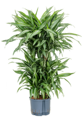Hydroplant Dracaena Fragrans Ulises
