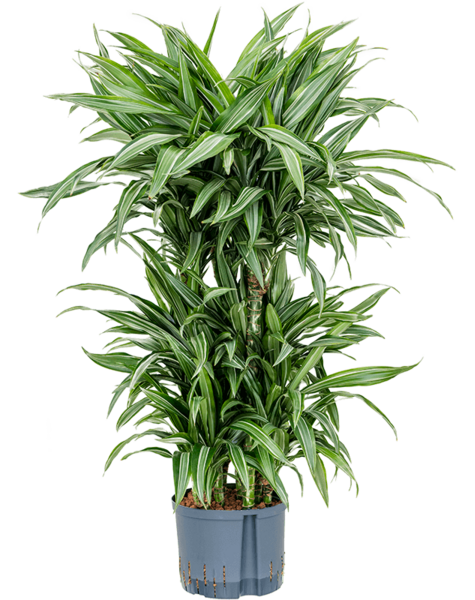 Hydroplant Dracaena