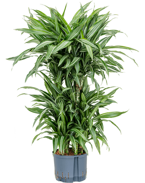 Hydroplante Dracaena