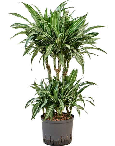 Hydroplante Dracaena