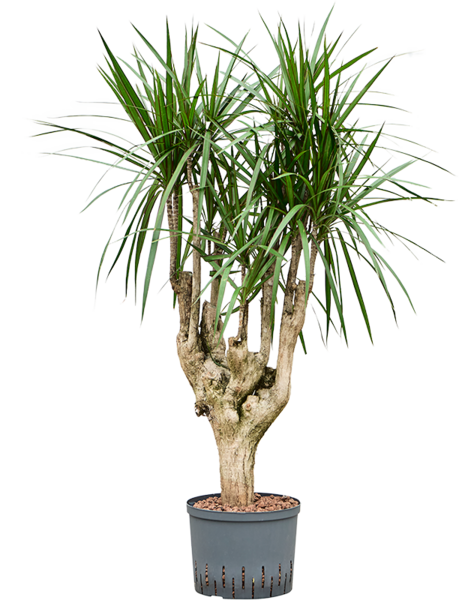 Plante hydroponique Dracaena