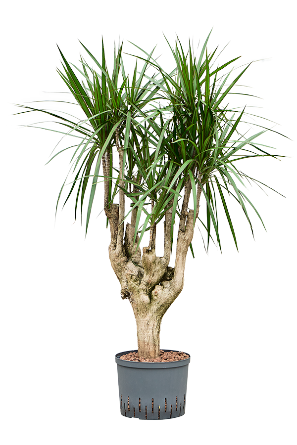 Plante hydroponique Dracaena Marginata