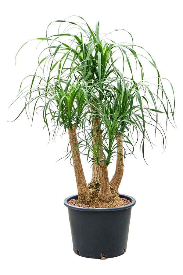 Hydroplant Beaucarnea Recurvata