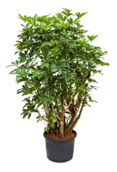 Hydroplant Schefflera Arboricola Compacta