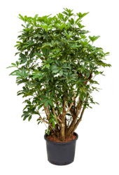 Hydroplante Schefflera Arboricola Compacta