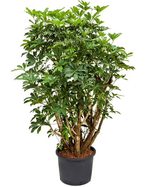 Hydroplante Schefflera