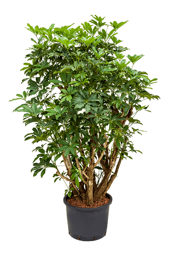 Hydroplante Schefflera Arboricola Compacta