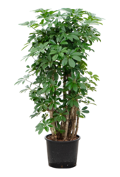 Hydroplant Schefflera Arboricola Compacta
