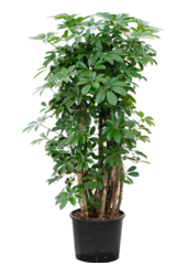 Hydroplante Schefflera Arboricola Compacta
