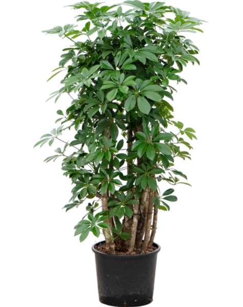 Hydroplant Schefflera