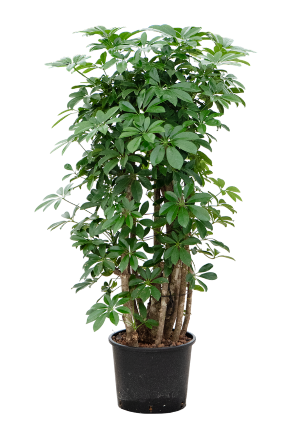 Hydroplant Schefflera Arboricola Compacta
