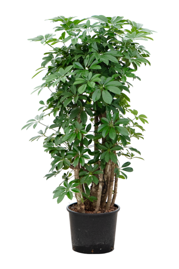 Hydroplante Schefflera Arboricola Compacta