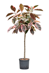 Hydroplant Ficus Elastica Belize