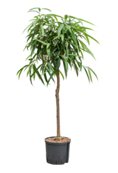 Hydroplante Ficus Binnendijkii Alii