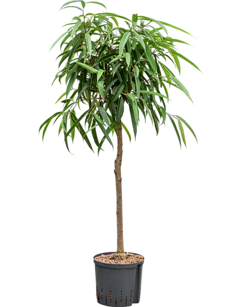Hydroplant Ficus