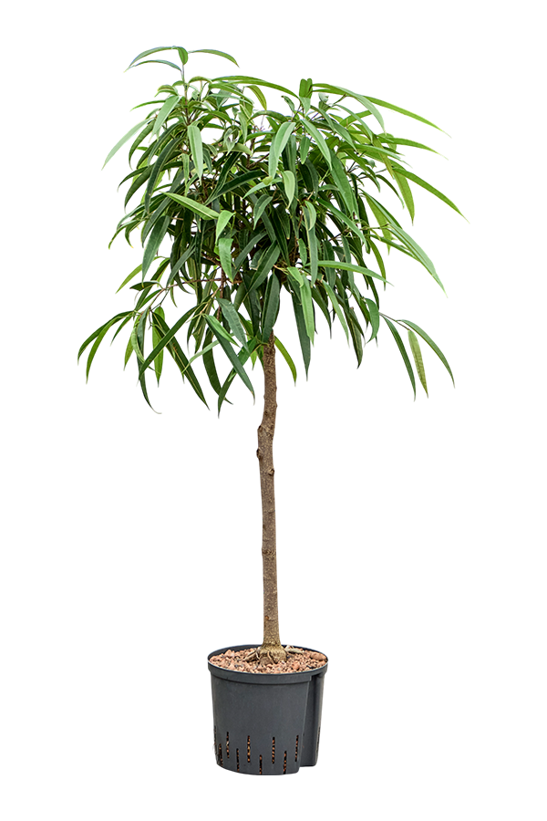 Hydroplant Ficus Binnendijkii Alii