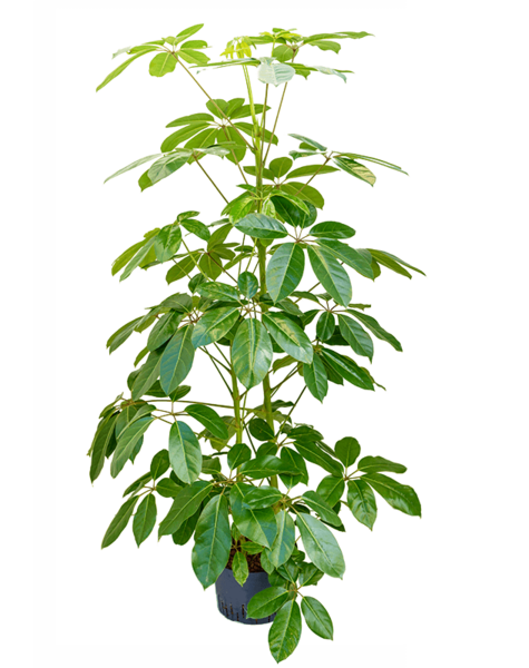 Hydroplant Schefflera