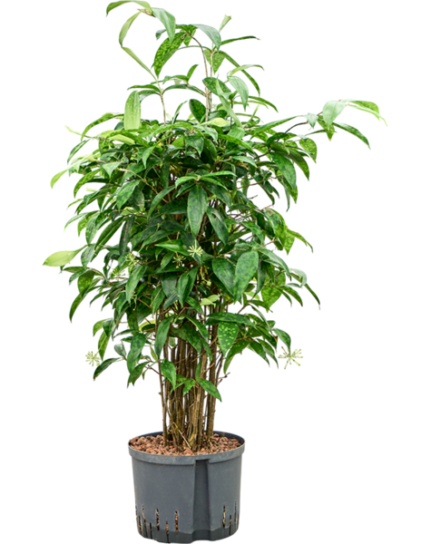 Hydroplant Dracaena