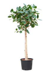 Ficus Benghalensis Audrey en hydroculture
